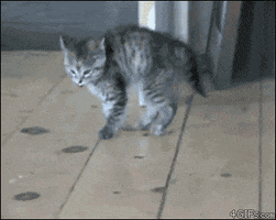 Video gif. Cat is walking on uncomfortable flooring and it begins to hop very awkwardly, first with the two front paws then all four paws. It hops stiffly but cutely across the floor as it approaches us.