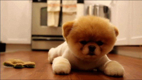 15 Puppy GIFs That Make The World Better