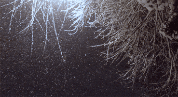 Video gif. We look up at icy branches as a flurry of snowflakes fall from a dark sky.