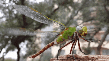 Dragonfly Inch GIF