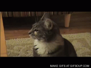 Dun GIF - Find & Share on GIPHY