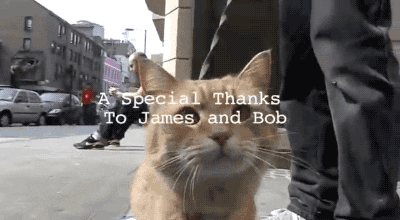 bob the cat