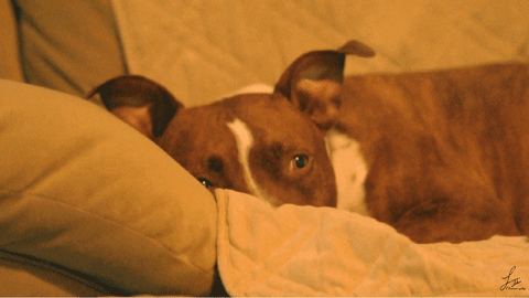 American Staffordshire Terrier Pitbull GIF - Find & Share on GIPHY