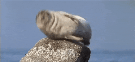 podrobnosti animals GIF