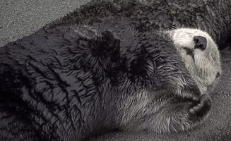 Marine Mammal Rescue GIF