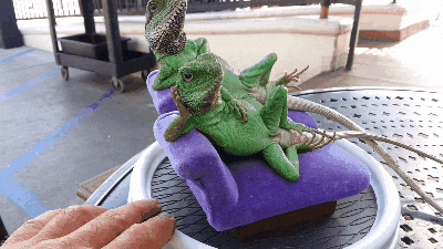 Iguana GIF