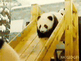 Panda S Gifs Get The Best Gif On Giphy