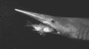 marine biology shark GIF
