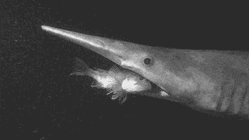 Marine Biology Shark GIF