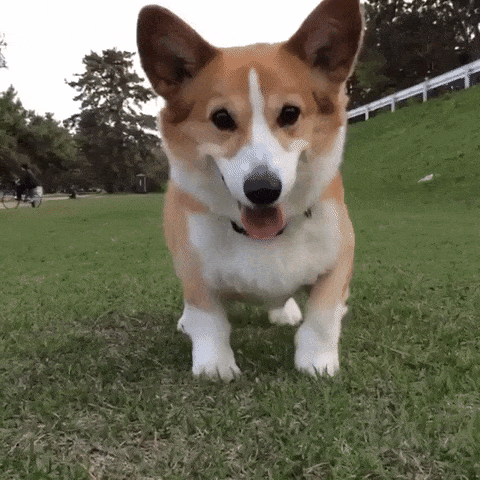 Excited Puppies GIFs - Get the best GIF on GIPHY