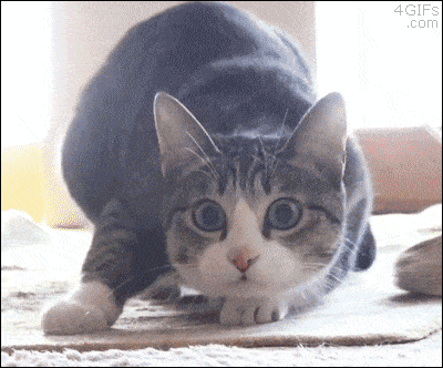 Giphy - Cat Wiggle GIF