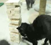 cat playing jenga takes out brick