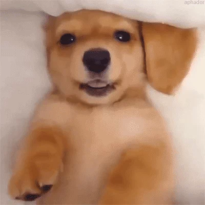 dog camera GIF