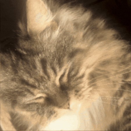 Cat Rolling GIF