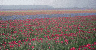 kitty tulips GIF