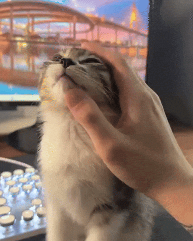 Cat Kitty GIF