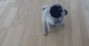 Dog Spinning GIF by The BarkPost