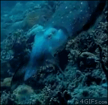 squid pulsating GIF