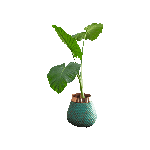 Plants Leaf Sticker by PlantDeco