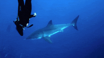 great white shark swimming GIF