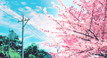 Cherry Blossom GIF - Cherry Blossom Anime - Discover & Share GIFs