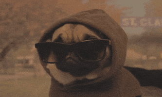 Dog Sunglasses GIF