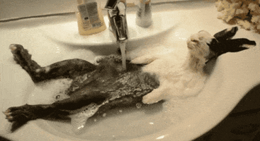 sink hare GIF