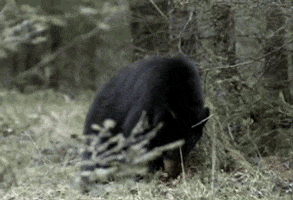 black bear falling GIF