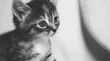 black and white kitty GIF
