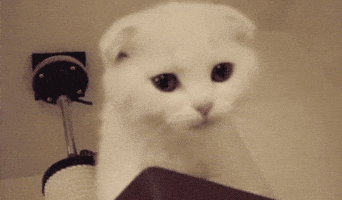 Featured image of post Cute Gif Pfp Cat