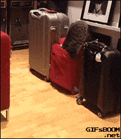 https://media4.giphy.com/media/13ndc3Mxrb14ic/200.gif