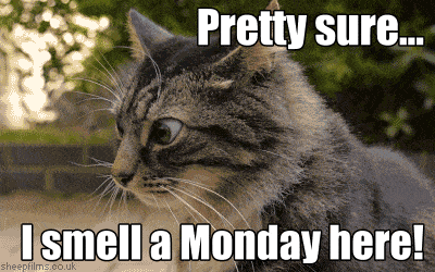 Giphy - Cat Monday GIF