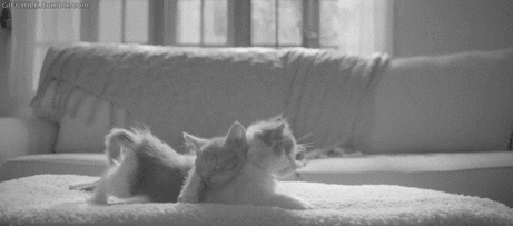 Get Good Morning Gif Funny Cat Background