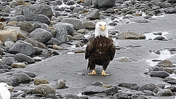 walking eagle GIF