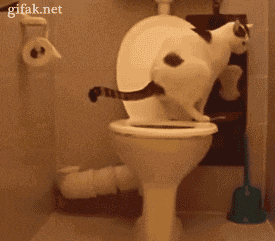 toilet paper cat GIF