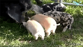 baby animals pig GIF