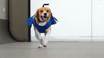 hello friends dogs GIF by Digg