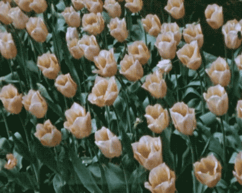 Flower Gif - Find &Amp; Share On Giphy