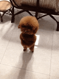 Cutie GIFs - Get the best GIF on GIPHY