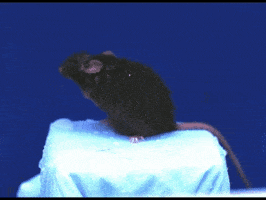 huffingtonpost  animal slow motion mouse wet