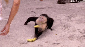 Monkey Eating GIFs - Find & Share on GIPHY