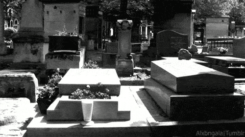  cat kitty death black cat graveyard GIF