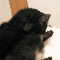 kitty my cat GIF by Maudit