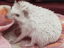 hedgehog anointing GIF