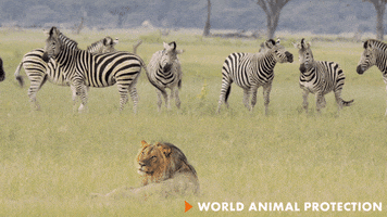 Chill Drama GIF by World Animal Protection
