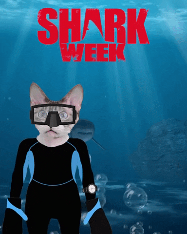 Shark Week Cat GIF