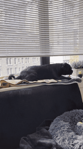 Dog Running Away GIF