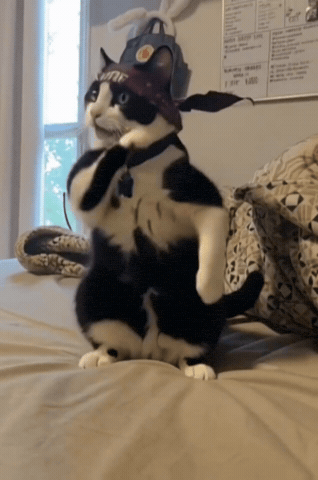 Dancingcat GIF