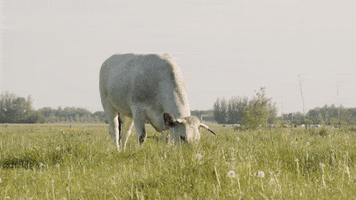 Grazing GIFs - Find & Share on GIPHY