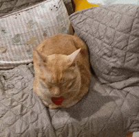 Cat Loafing GIF